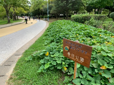 周回路脇のサツマイモ、もうそろそろ収穫の時季じゃないのかな。　これまでに収穫の場面に遭遇したことはないんですが、また突然影も形もなくなることでしょう。