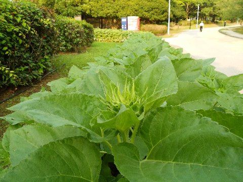 一方ヒマワリ、暑さにもめげずもうしっかりつぼみができています。なんてったって夏を代表する花ですものね。