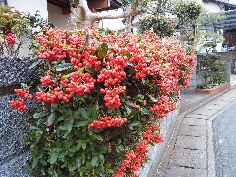うちの近くのよそのお宅ですが、赤い実がたわわに実っています。たしか去年も、名前が分からないまま写真をアップした記憶がありますが、たぶんピラカンサですね。