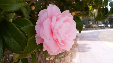 周回路脇の野球場近くにある椿の品種、ヌッチオズ・パールが開き始めました。毎年アップしている気がしますが、好きな花のひとつです。
