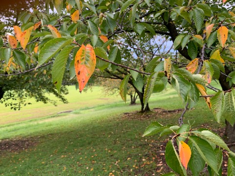 日の出の時間がどんどん遅くなり、公園の樹々の季節も進みます。 ソメイヨシノの葉も黄色く色づき始めました。