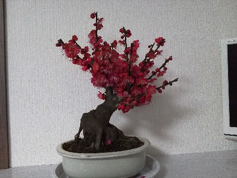 この盆栽の紅梅，どうでしょう？　先週末，かみさんが元の教え子に受験のお守りを贈りたいとのことで，一緒に太宰府天満宮に行ってきました．ちょうど盆栽を売っていたので，つい買ってしまいました．その時にはまだ一輪も咲いていなかったのですが，まだ一週間も経っていないのにもうほぼ満開です．