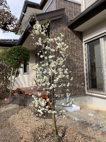 最初からうまく実が出来るかどうかはわかりませんが、とりあえず花は満開です。