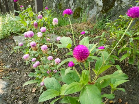 これは以前ご紹介したたっち花壇のセンニチコウ(千日紅)です。百日紅と書いてサルスベリですが、こっちは素直にセンニチコウなんですね。