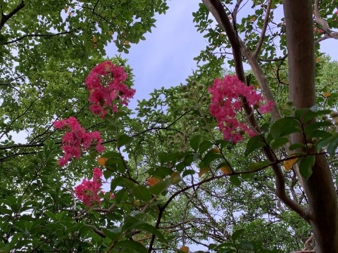 百日紅（サルスベリ）が咲き始めました。緑の中で紅が鮮やかです。