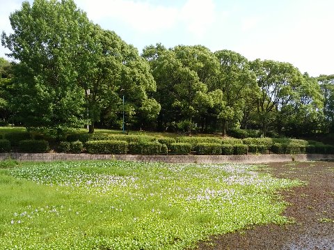 公園の池では、ホテイアオイ(布袋葵)の薄紫色の花がたくさん咲いています。