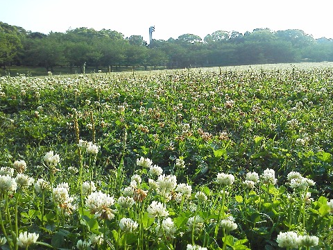 この一面に広がる花はシロツメクサ,いわゆるクローバーですね.遠くからでも瞬時に四つ葉を見つけ出す特技の人が身近にいますが・・・ シロツメクサは白詰草で,昔オランダから献上されたガラス製品の包装に緩衝材として詰められていたことに由来するんだそうです.