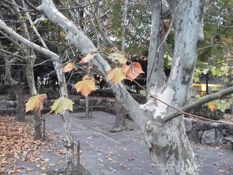 プラタナスの紅葉(黄葉?)と幹の色の組み合わせがなんとなく素敵だなと思った1枚です.正式名はアメリカスズカケノキ(鈴掛の木)ですね.