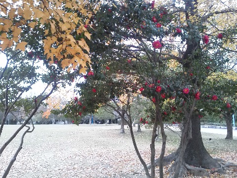 もう紅葉・黄葉もほとんど落ちてしまって枝だけが目立つ中,名残の楓と盛りの寒椿(それともさざんか?帰ってから見分け方を勉強したので,今度見たらわかるかも)の花が並んでいました.