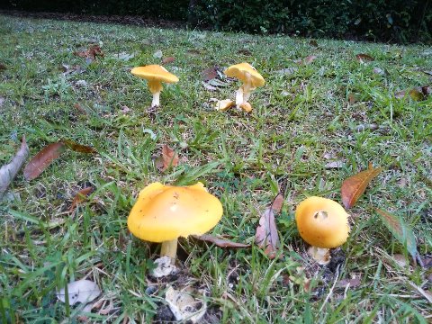 そうは言ってもやっぱり秋なのでしょう、春日公園でこんなキノコも見かけました。