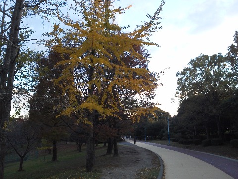 先日の紅葉に続いて,今日は黄葉の写真です.