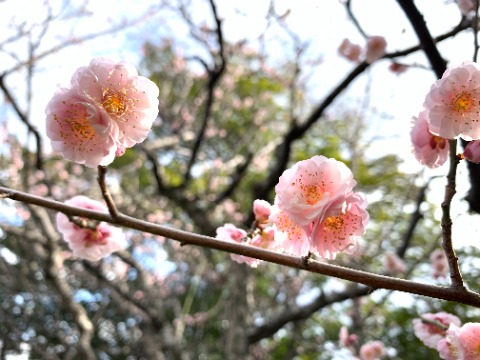 そんな寒さの中でもうす紅の梅の花ががんばって咲いています。紅梅・白梅もきれいですけど、この色合いも好きです。