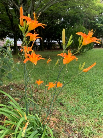 今日の花壇の花は、どうやらノカンゾウのようです。 オレンジ色が鮮やかです。