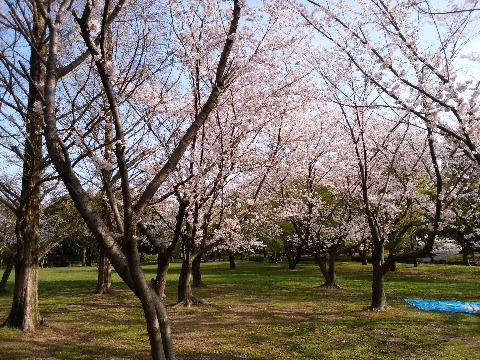 この写真は朝一番のもの．この２，３時間後には大賑わいでした．