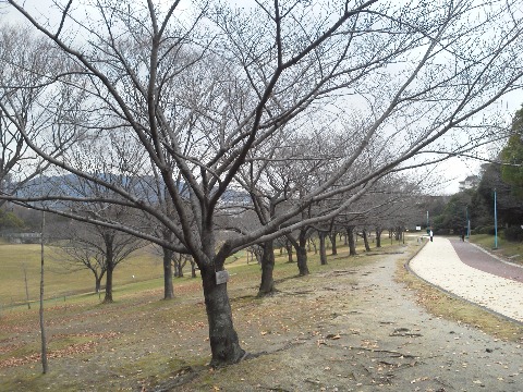 その春日公園のソメイヨシノもすっかり枝だけになって冬景色です.