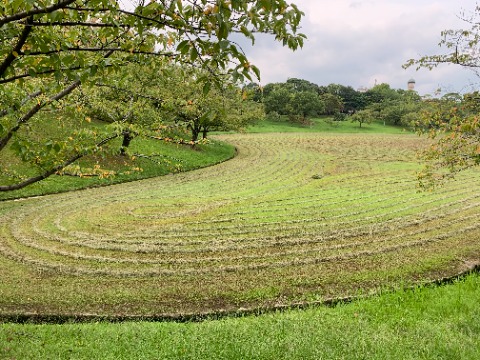 ふと芝生広場を見ると、縄文土器のようなきれいな縞模様です。自走式の芝刈り機が活躍した跡ですね。