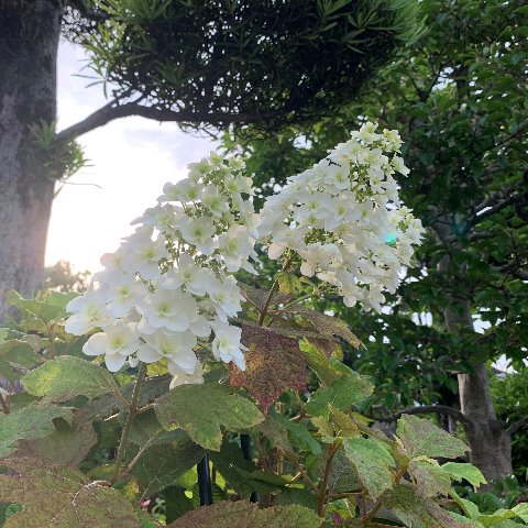 これは過去にもアップしたことがありますが、春日公園に行く途中のお宅に咲いている柏葉紫陽花です。円錐形に咲くのが珍しいですね。