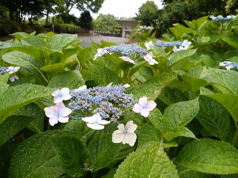 周回路脇の額紫陽花です。アジサイにはやっぱり雨が似合いますね。