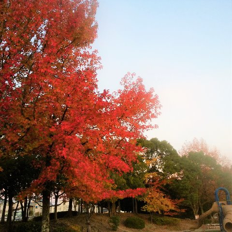 ご無沙汰している間に春日公園の紅葉・黄葉も進んでいます。毎年あれこれアップしてますが、この紅葉葉楓(モミジバフウ)の樹は初めてじゃないですかね。燃え立つような赤色に、四半世紀前の大河ドラマのタイトルが頭に浮かびました。