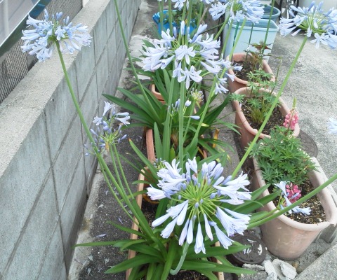 今朝のそんなジョグの途中で出会った花です．これは見たことはありますが，やっぱり名前は分かりません・・・