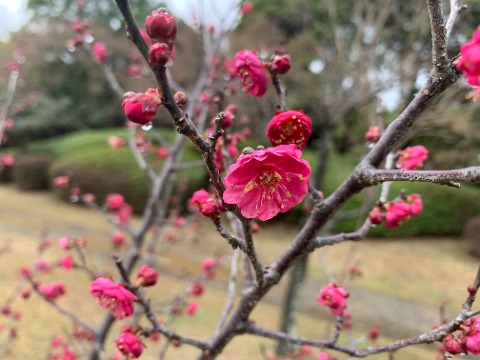 さて、白梅・紅梅と続いて今度は・・・ ピンクの梅もあるらしいと聞いたのでちょっと探してみました。 これかな?