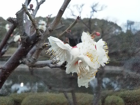 春日公園でも,ちょっとご無沙汰している間に季節はちゃんと進んでいます.もう白梅が咲いていました.