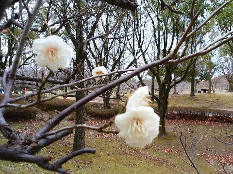 春日公園の木々たちも、明るい中でみるのは久しぶりです。もう白梅がちらほら咲いていました。例年よりは少し早いような気がしますが、気のせいかな？