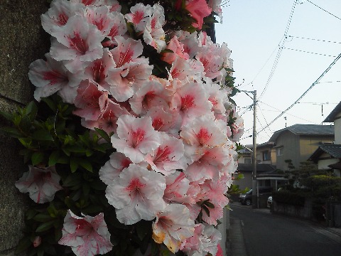 昨日のツツジにいろいろコメントいただいたので,調子に乗って2匹目のドジョウをアップします.これも近くのお宅ですが,昨日の外側ピンクと違って内側ピンクです.昨日のが赤い顔をした酔っ払いだとしたら,今日のは顔には出ていないけれど内部はほろ酔いってところでしょうか.人もこのくらいでおさまるといいんですけどね.あと記憶が合ってれば,たしかO城さんがこの色がお好きだったはず・・・