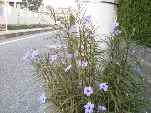ジョグコース紹介も，距離表示シリーズが終わってしまってまたネタ探しに苦労しそうです．これは往復の途中に咲いていた青い花．相変わらず恥ずかしながら名前は知りません．