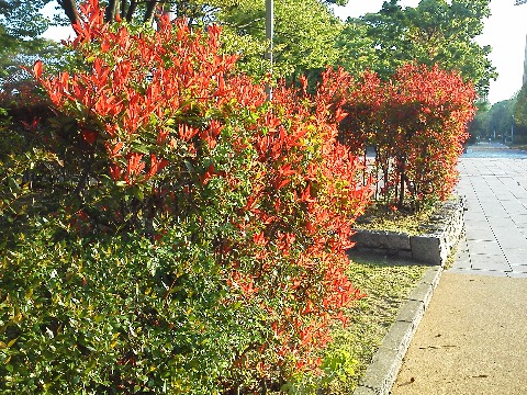 生垣によくつかわれていて,新芽だけがきれいな赤色のこの木ですが,ずっと名前が気になっていました.どうやらベニカナメモチ(レッドロビン)のようですね.