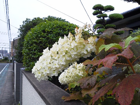 これはコース途中のよそのお宅で見かけた花です．名前がわからないとアップしづらいのですが，近ごろ身近なところに心強いご指南番ができました．今回も早速教えていただきました．カシワバアジサイだそうです．やっぱりアジサイの仲間なんですね．K沼さん，どうもありがとうございました．