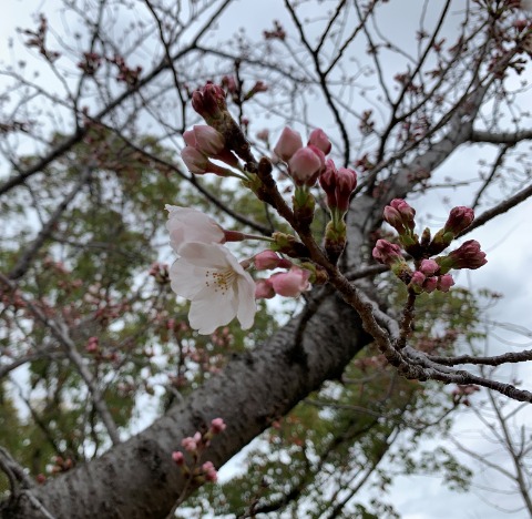 今日はやっぱりこれでしょう。 福岡の気象台が17日に全国で最も早く桜の開花を宣言しました。 たしか6年ぶりの全国トップだそうで、自分ががんばったわけでもないのになんだかちょっと誇らしい気分です・・・