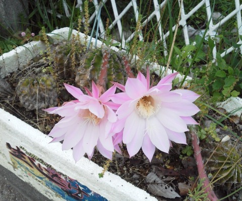 サボテンの花・・・ と聞いて(花ではない)チューリップを思い出す人は少ないのでしょうね.「ひとつ屋根の下」とか・・・