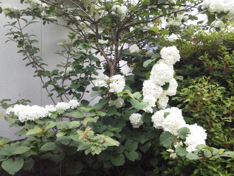 この花は，実家の庭に咲いている「おおでまり」です．うまく写せてないですが，花の直径は５ｃｍくらいあります．近くにこでまりも咲いているので，冗談でおおでまり？と言っていたのですが，母に聞いたらほんとにおおでまりなんだそうです．