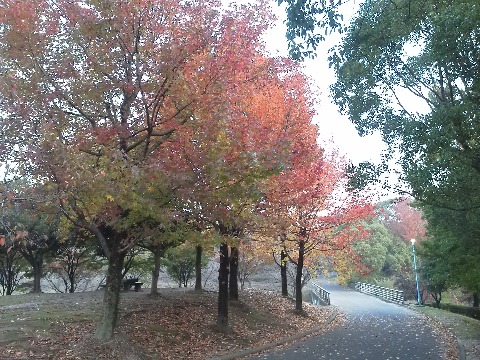 丸ごと真っ赤の紅葉もきれいですが，私はこんないろんな色が混じったグラディエーションのような紅葉が好きかな．
