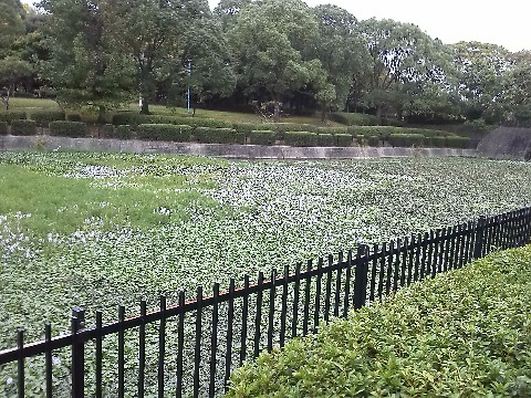 公園の池では,ホテイアオイ(布袋葵)の花がたくさん咲いています.肉眼では淡い紫の花がとてもきれいなのですが,この写真では色合いが分かりにくいですねえ.