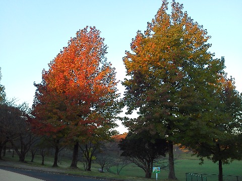 昨日に引き続き,朝日を浴び始めた紅葉です.