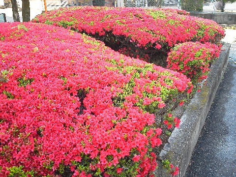 桜が終わると次はツツジの季節です.もうあちこちでいろんなツツジが咲いています.ここは家の近くで,春日公園ではないのですが,盛りを過ぎないうちにご紹介しておきましょう.