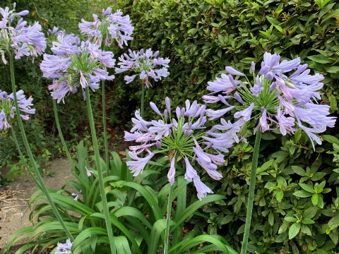 公園の周回路脇の花壇で、アガパンサスが咲いています。南アフリカ原産だそうです。