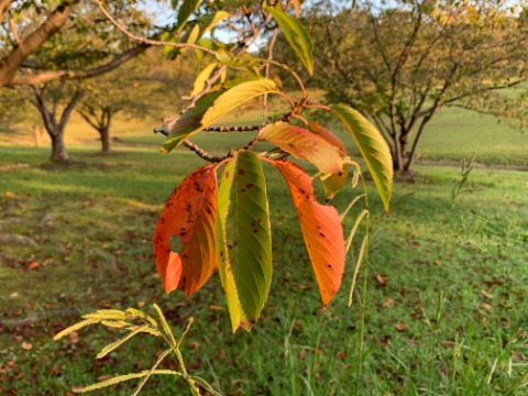 桜の葉がだいぶ色づいています。黄色から紅にかけていろんな色がありますが、私はこんな色が好きかな。　この場合、黄葉でも紅葉でもなくて橙葉とでも言うのでしょうかね？
