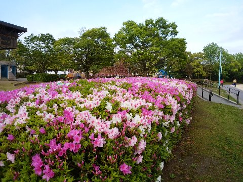 ツツジ(躑躅、この漢字は薔薇と同様に書けそうな気がしません)は、花の期間が長いからいつでも写せると思っていたら、春日公園ではもう盛りを過ぎようとしています。今年は去年より早いようです。