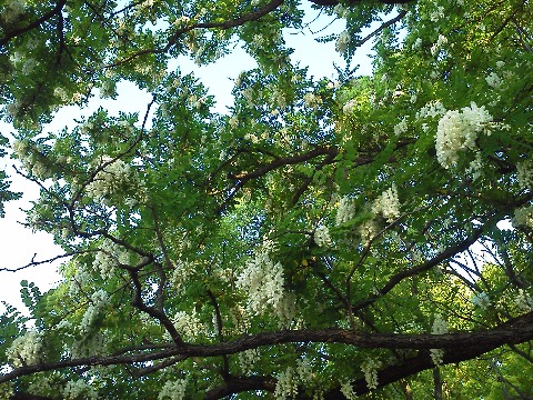 周回路のすぐ横なのに，今朝初めて気づいた白い花です．あ，アカシアだ！と思ったのですが，調べたらたぶんニセアカシアですね．よく混同されるそうです．