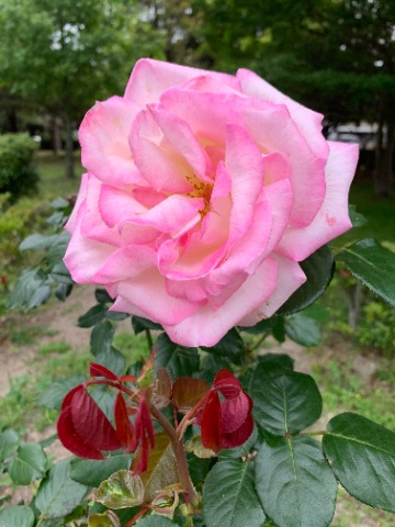サボっている間にツツジやモクレンやらの花は終わってしまいましたが、こんな大輪のバラがひっそりと咲いていました。