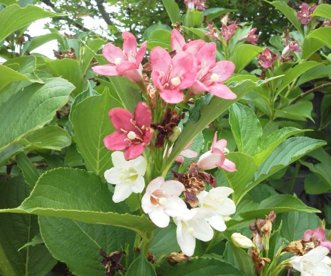 このコース沿いには,いろんな花が咲いています.残念ながら私はこの辺にはとんと疎くて名前もわからないので,紅白の花とくらいしか呼べないのですが,同じ枝に違った色の花が咲いていてきれいでした.