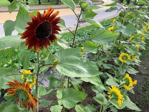 周回路脇のいつもの花壇、今年は向日葵に草丈が違う2種類があるなとは思っていたのですが、片方はご覧のようなユニークな色をしています。ちょっとイメージが違いますねえ。