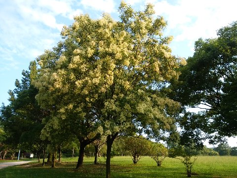周回路脇のこのシマトネリコですが、花が満開のように見えませんか？　でもこれは、花ではなくて、実なんですよ。たしか去年もこんな実になってからアップしたような気がします。来年こそは、花もご紹介したいな。