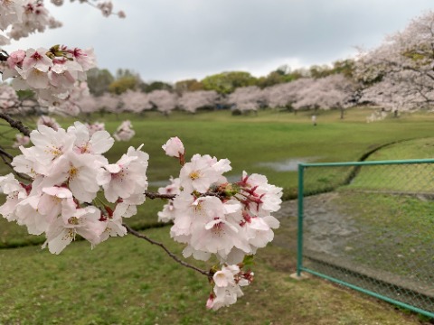 それにはやっぱり桜が欠かせません。　まだ満開ではないようですが、私も次に来るのがいつになるかわかりませんので、今日ご紹介しておきます。