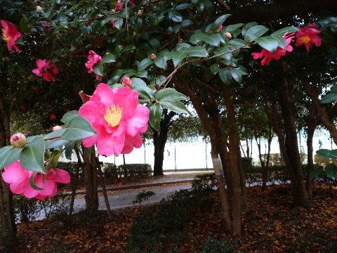 さて、すっかり彩りが少なくなった春日公園ですが、あちこちで目立っているのは山茶花です。赤と緑といえばクリスマスカラーではありますが、ポインセチアとはだいぶ違った色合いです。