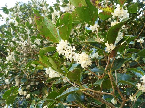 春日公園には、キンモクセイだけでなくギンモクセイもあるんですね。去年までは気づきませんでした。この写真は何日か前のものですが、今日もまだ少し残っていました。