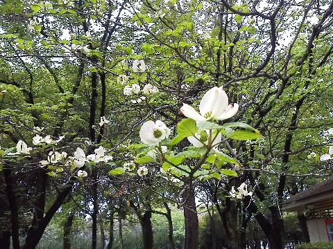 周回路では,ハナミズキがもう満開です.空城公園下のピンクや白のハナミズキももう咲いているのでしょうか・・・?